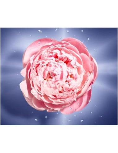 lancome_la_vie_est_belle_en_rose_eau_de_toilette_vaporizador_50ml_3614272520868_barato