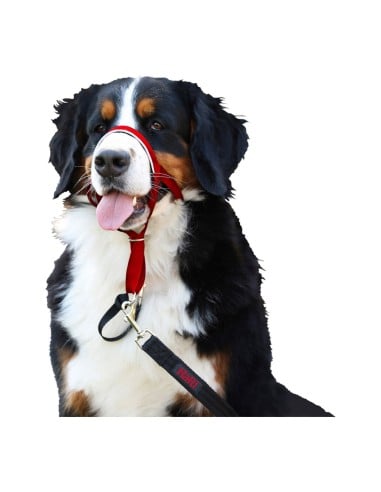 collar_de_adiestramiento_para_perros_company_of_animals_halti_bozal_31-40_cm_0886284111409_novedad