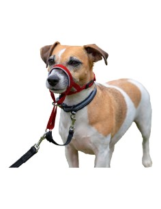 collar_de_adiestramiento_para_perros_company_of_animals_halti_bozal_46-62_cm_0886284114400_oferta 2