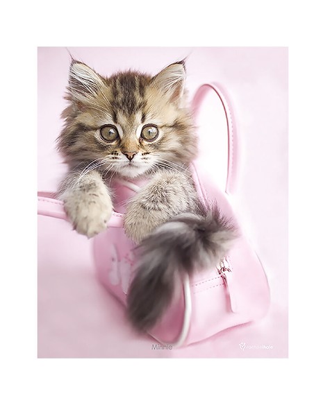 pyramid_international_mini_poster_minnie_rachael_hale_30x40_cm_5050574501538_oferta