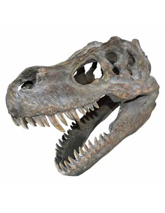 nemesis_now_decoración_de_pared_cráneo_de_tiranosaurio_rex_pequeño_39