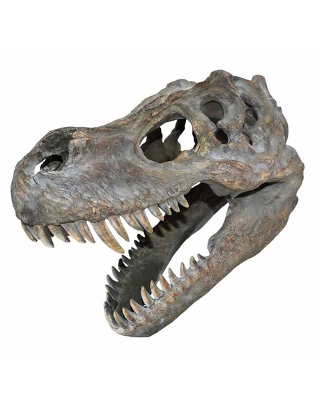nemesis_now_decoración_de_pared_cráneo_de_tiranosaurio_rex_pequeño_39