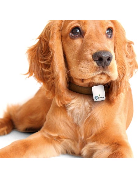 Tractive BXTRATR1 - Rastreador GPS de mascotas: Kiwiku.com: Electrónica