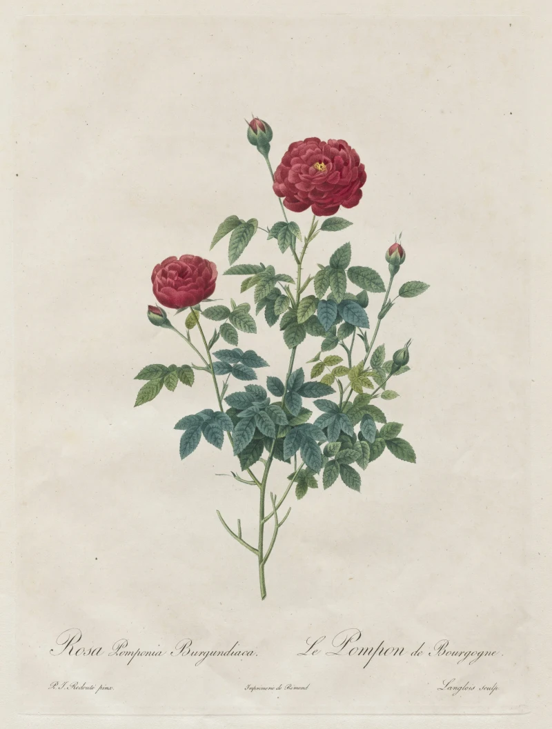 Lámina de rosas de Pierre-Joseph Redouté, de la obra Les Roses